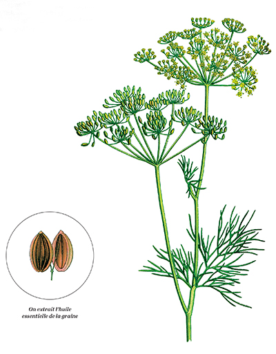Aneth - Petite plante herbacée annuelle de 50 cm à 1 mètre, aux feuilles finement divisées et aux fleurs en ombelles.