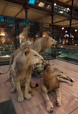 Vue in situ des trois lions présentés dans la Grande Galerie de l’Évolution © MNHN-Bernard Faye
