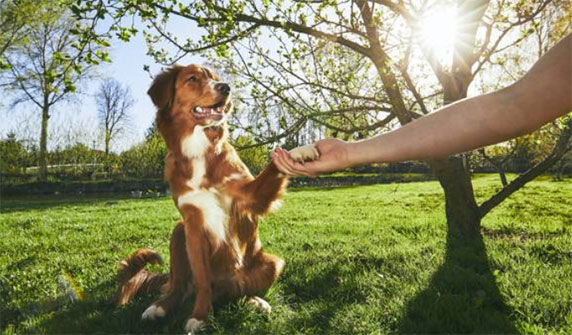  L'éducation d'un chien nécessite patience, cohérence, et une compréhension mutuelle. Pour renforcer votre relation tout en assurant l'obéissance de votre compagnon canin, suivez ces sept astuces éprouvées.