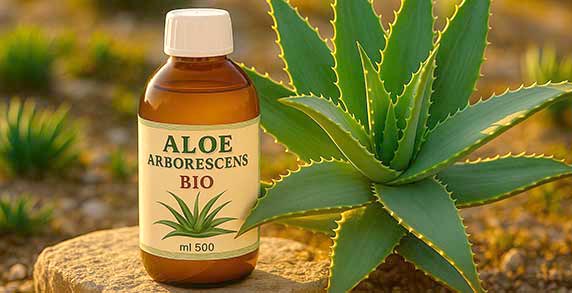 L’Aloe arborescens bio se distingue comme une plante médicinale d’exception, conjuguant tradition et rigueur de l’agriculture biologique pour offrir un véritable concentré de bienfaits naturels. Originaire des régions chaudes d’Afrique, cette variété arbustive s’est imposée au fil des siècles comme un remède précieux, tant pour ses vertus apaisantes que pour son action énergisante. En cultivant l’Aloe arborescens dans le respect du cahier des charges bio, on préserve non seulement la pureté de ses principes actifs, mais aussi l’équilibre des sols et de la biodiversité environnante.