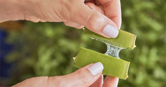 Depuis des millénaires, les civilisations du monde entier utilisent l’Aloe Vera bio pour soulager, régénérer et protéger. Aujourd’hui, cette plante gracieuse à la sève translucide s’impose comme une alliée incontournable. Cultivée dans le respect de l’agriculture biologique, elle concentre un cocktail d’enzymes, de vitamines et de minéraux qui font d’elle l’une des ressources végétales les plus précieuses. Sa polyvalence la rend tout aussi efficace pour prendre soin de notre organisme que pour magnifier notre apparence, ouvrant la voie à une routine holistique où santé et beauté cheminent main dans la main.