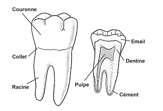 Observons la structure d’une dent. Elle est composée d’une couronne (partie visible en bouche), et d’une ou plusieurs racines qui la fixe dans l’os (un peu comme les arbres dans la Terre). Le nombre de racines varie en fonction des dents. Par exemple, une canine n’en possède qu’une, alors qu’une molaire en dispose de deux ou trois, probablement pour mieux résister aux pressions exercées par les aliments.