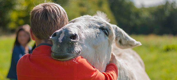 Handicap : bienfaits du contact et de la randonnée avec des ânes