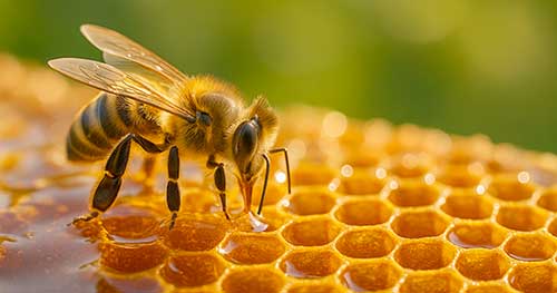 Depuis des millénaires, l’homme a observé avec fascination la richesse du monde des abeilles et la manière dont leurs produits naturels pouvaient soutenir la santé et le bien-être. L’apithérapie, discipline thérapeutique fondée sur l’utilisation de ces trésors de la ruche, a su traverser les époques pour offrir aujourd’hui une approche complémentaire appréciée. En associant le savoir-faire ancestral à la recherche moderne sur les propriétés du miel, de la propolis, du pollen, de la gelée royale et même du venin d’abeille, cette méthode révèle des bienfaits insoupçonnés. Dans cet article, nous explorerons l’origine et les principes de l’apithérapie, décrirons les vertus spécifiques des produits qui en font la richesse, et verrons comment ces substances naturelles agissent sur notre organisme, avant d’envisager les applications concrètes pour la santé au quotidien.