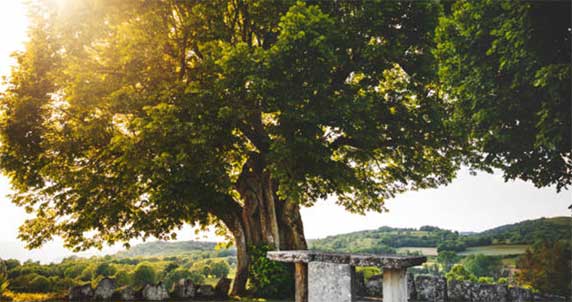 Depuis des siècles, les traditions thérapeutiques ont puisé dans la générosité des arbres pour offrir à l’homme des remèdes simples et efficaces. L’aubier de tilleul bio, cette partie vivante de l’arbre située sous l’écorce où circule la sève, se distingue aujourd’hui comme un ingrédient de choix pour qui souhaite soutenir son organisme dans un processus de purification naturelle. Consommée sous forme de tisane, cette substance noble révèle des bienfaits multiples, agissant à la fois sur le foie, la digestion et l’élimination hydrique. Dans un monde où les toxines s’accumulent facilement, comprendre l’apport de la tisane d’aubier de tilleul bio devient essentiel pour quiconque aspire à un équilibre intérieur authentique.