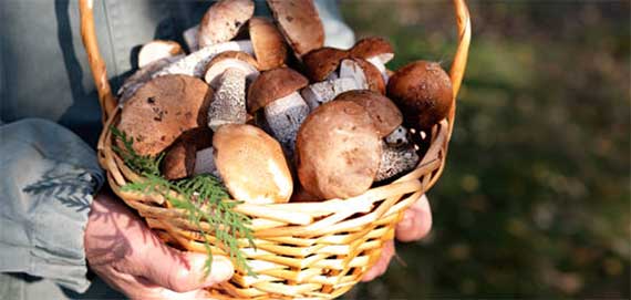 Depuis quelques années, les champignons bio s’imposent comme un ingrédient de choix tant dans nos assiettes que dans nos habitudes de vie. Cultivés sans pesticides ni engrais chimiques, ces organismes fascinants incarnent les valeurs d’une agriculture respectueuse de l’environnement et de notre bien-être. Les bienfaits de  ces champignons, qu’ils soient frais, séchés ou transformés en compléments, dépassent largement le simple plaisir gustatif : ils agissent en profondeur sur notre organisme tout en préservant l’équilibre des sols et la biodiversité.