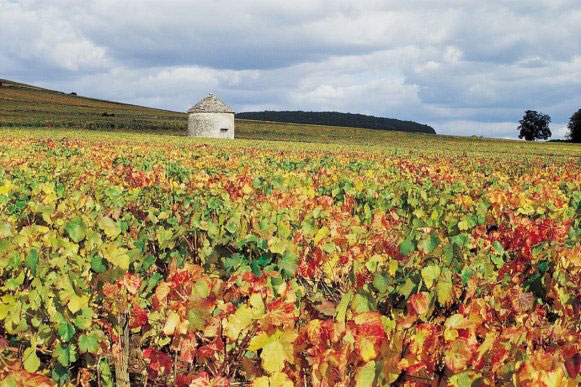 La Bourgogne évoque à elle seule les grands noms du vin : Gevrey-Chambertin, Beaune, Nuits-Saint-Georges... Concentrée de Bourgogne, la Côte-d'Or brille de mille feux à l'automne, sous la magie des vignobles qui changent de couleur, du vert au doré puis au rouge flamboyant. Ses paysages sont reconnus par l'UNESCO depuis <2015. Les épicuriens le savent bien, elle se croque aussi. L'art de vivre n'est pas un vain (vin !) mot ici. Les initiatives des locaux, fidèles ambassadeurs, ne manquent pas pour valoriser le terroir. Nous avons sélectionné ici des nouveautés gourmandes et enivrantes qui font rayonner le territoire.