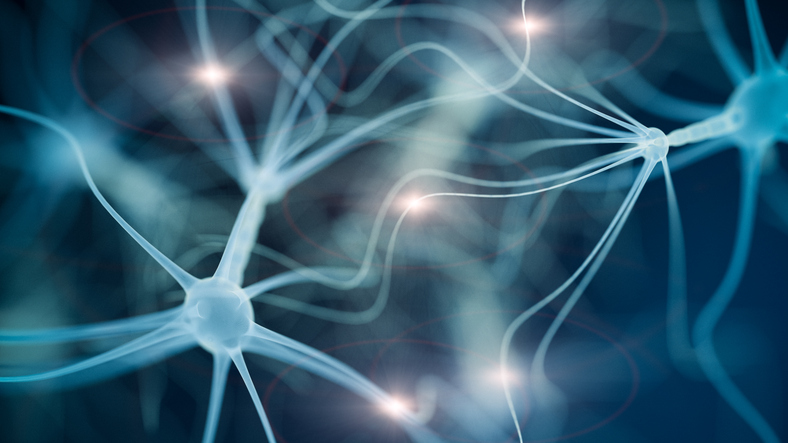 Le système nerveux est comparable au réseau de télécommunication qui met en relation les différentes parties du corps. Pour poursuivre la métaphore, le cerveau est le central téléphonique (le donneur d’ordres en quelque sorte), la moelle épinière est le câble principal et les nerfs, les lignes téléphoniques porteuses de messages. Le cerveau et la moelle épinière forment le système nerveux central et les nerfs, répartis dans tout le corps, le système nerveux périphérique. Ce dernier se sous-divise en système nerveux somatique et système nerveux autonome.