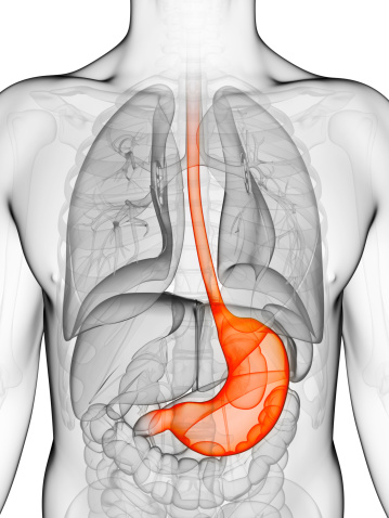 Santé : le processus de la digestion | Signes et Sens - Communiqué ...
