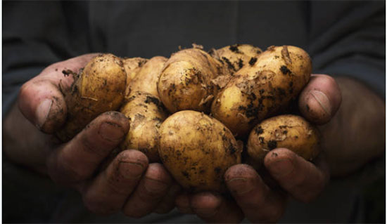 Oui, les Hauts-de-France sont de loin la première région de production de pommes de terre en France. Elles représentent environ 60 % de la production nationale, soit plus de 1,2 million de tonnes par an.
