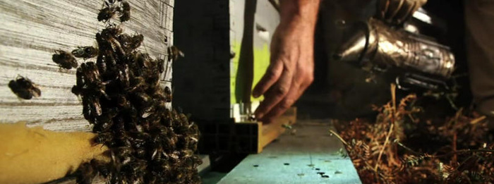 En France et aux quatre coins du monde, des hommes et des femmes partagent leurs activités autour de mêmes productions agricoles, comme le miel. Il a traversé toutes les civilisations et tous les continents et nous avons dû apprendre à observer les abeilles pour comprendre leur organisation complexe à l’intérieur des ruches afin de le récolter.