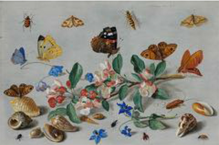Jan van Kessel, Papillons et autres insectes, 1661, huile sur cuivre, Cambridge, The Fitzwilliam Museum, ©The Fitzwilliam Museum, Cambridge