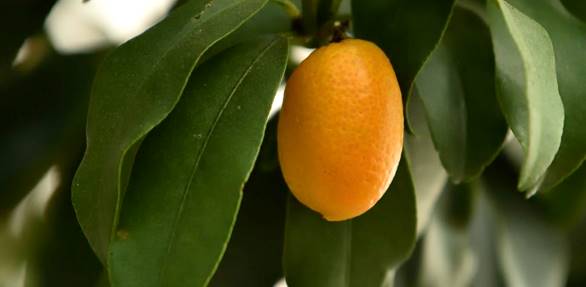 Kumquat à fruits ovales Fortunella margarita