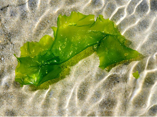 De la famille des phéophycées, au même titre que les fucacées où figure, notamment, le varech vésiculosus. Ces algues brunes se divisent en trois grandes catégories distinctes.