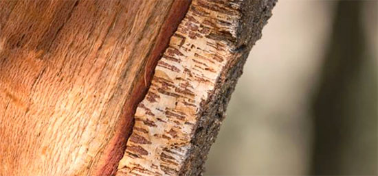 Le liège naturel puise son origine dans l’écorce du chêne-liège, une matière prélevée sans endommager l’arbre, ce qui permet une régénération régulière de la ressource. Cette approche sylvicole durable confère au liège un statut de matériau biosourcé exemplaire, issu d’un écosystème préservé et géré de manière responsable. En effet, la collecte périodique de l’écorce stimule la croissance de l’arbre, favorisant ainsi la séquestration de carbone tout au long de son cycle de vie. Le bilan carbone du liège s’avère négatif lorsque l’on considère son rôle dans la captation du CO₂ et son absence d’émissions significatives lors de la transformation, ce qui en fait l’un des isolants les plus vertueux du point de vue environnemental et sanitaire.