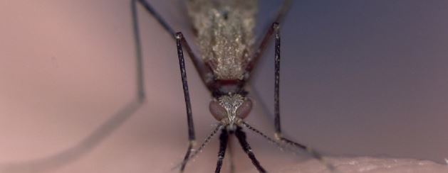 Les moustiques vecteurs du paludisme peuvent maintenant être identifiés plus facilement. Des chercheurs de l’Institut Pasteur, du CNRS et de l’IRD, en collaboration avec des équipes scientifiques africaines et américaines, viennent d’identifier un marqueur génétique qui permet de distinguer les moustiques les plus susceptibles d’être infectés par le parasite du paludisme en milieu naturel, et donc de transmettre la maladie. Baptisé « inversion 2La », celui-ci correspond à une variation génétique naturellement répandue chez le moustique Anopheles gambiae, principal vecteur du paludisme en Afrique. Les insectes qui en sont porteurs passent en outre plus de temps à l’extérieur, alors que les mesures de protection ciblent davantage les moustiques à l’intérieur des habitations. Ces résultats, publiés dans la revue eLife le 23 juin 2017, pourraient appeler à développer de nouvelles stratégies plus ciblées de lutte antivectorielle.  