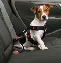 Alors que le code de la route reste plutôt flou sur le transport des animaux en voiture, quelques précautions faisant appel au bon sens s'imposent pour rouler en toute sécurité avec son compagnon à 4 pattes.