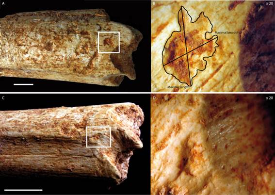 Marques de carnivore sur l’extrémité distale de la diaphyse fémorale (échelle 1 cm, grossissement X 20) (photos C. Daujeard).