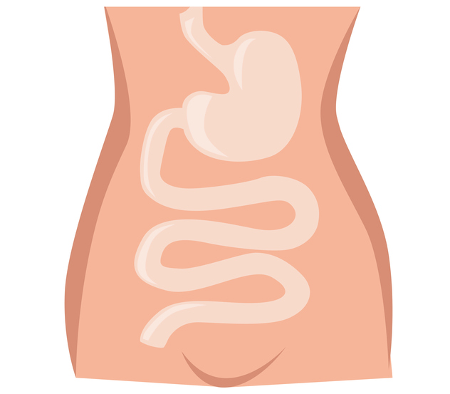 Voilà votre repas arrivé dans la dernière partie du tube digestif. C’est aussi la plus longue : 6 à 7 mètres chez un adulte. Imaginez-vous une telle longueur repliée sur elle-même pour tenir dans un espace aussi réduit que votre cavité abdominale ? Il en est pourtant ainsi ! Ce long tube intestinal est composé de deux parties. Dans la première, l’intestin grêle (ainsi nommé car il est assez étroit), les nutriments vont passer dans le sang. Dans la seconde, le gros intestin, les déchets vont s’accumuler afin d’être conduits jusqu’à la sortie. Cela, résumé de manière un peu schématique, car la réalité est (une fois encore !) un peu plus complexe.