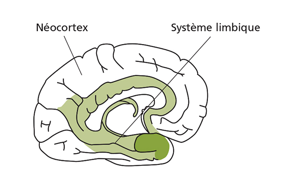 La structure du cerveau, avec à l’intérieur le système limbique et tout autour le néocortex