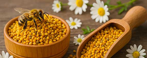 Lucide témoignage de la richesse que la nature offre, le pollen frais et bio incarne une véritable source de nutriments concentrés et de bienfaits insoupçonnés. Récolté délicatement par les abeilles au cœur des fleurs sauvages et certifié issu de l’agriculture biologique, ce trésor de la ruche suscite un regain d’intérêt croissant parmi ceux qui recherchent un complément alimentaire naturel, à la fois énergétique et protecteur. Notre exploration détaillera l’origine de ce produit authentique, son profil nutritionnel singulier, ses effets sur le bien-être général, ainsi que les meilleures façons de l’intégrer au quotidien pour profiter pleinement de ses vertus.